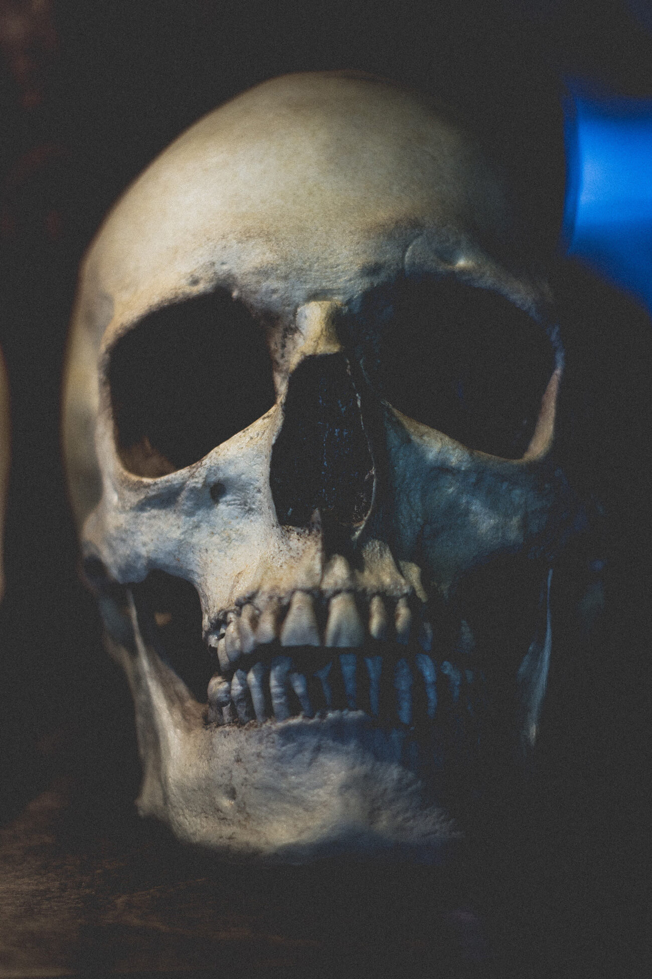 A human skull looks back. This unfortunate soul may have once been given first aid in the form of trephination. However, the angle is not clear enough to determine if this is so.